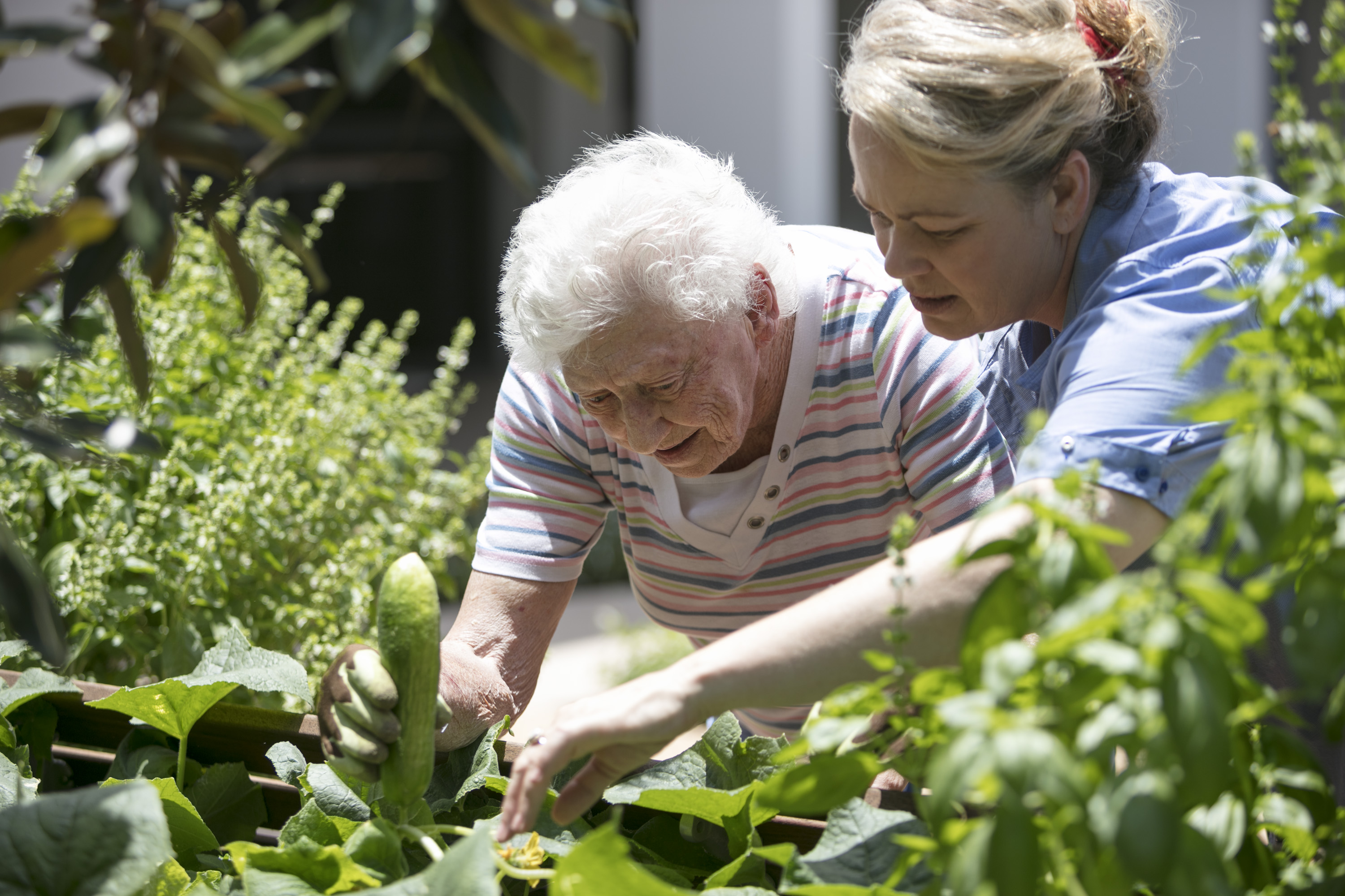 Gardening Your Way To Better Health A Guide For Seniors 